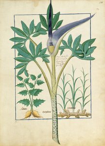 Orchidee, Illustration aus dem Buch der einfachen Heilmittel von Mattheaus Platearius 158r
